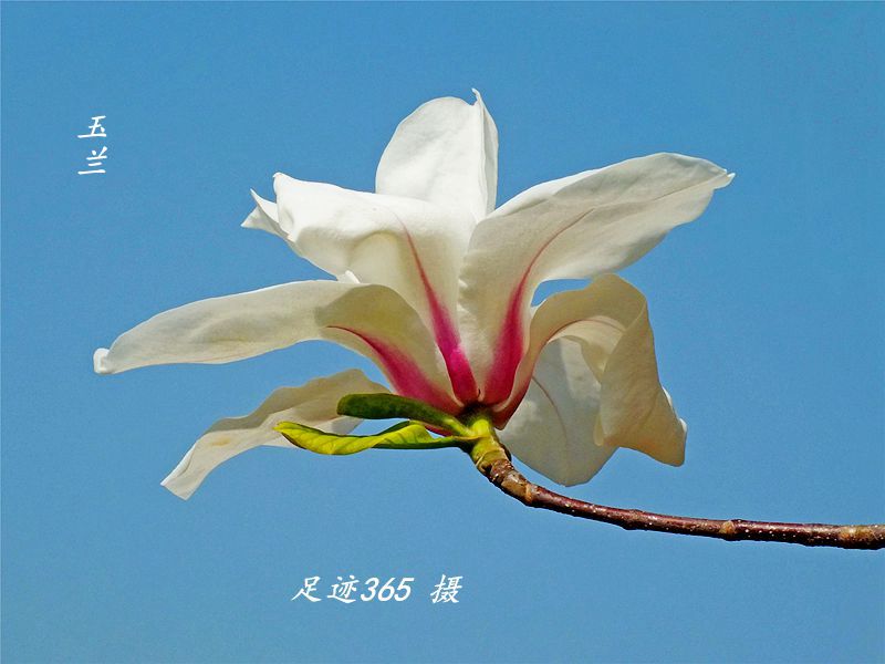 又见玉兰、杏花不一样的拍法