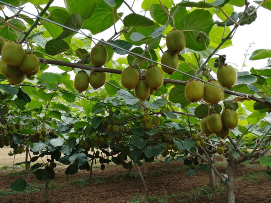 新西兰弄走了湖北猕猴桃，还让中国人付版权费？