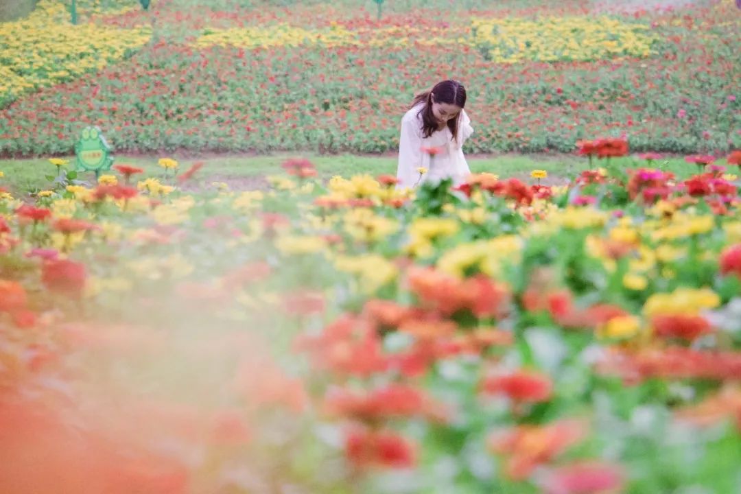 深圳地铁可以直接去的免费景点,深圳免费地铁直达景点12号线