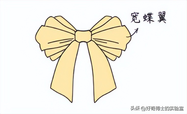 为什么女生*裤内**前面，总有个蝴蝶结？