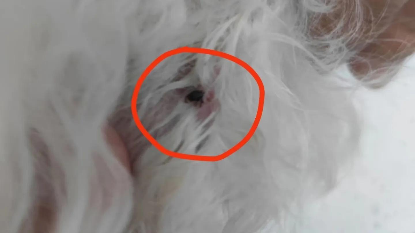 夏天狗狗容易得的疾病,夏天狗狗容易长什么虫