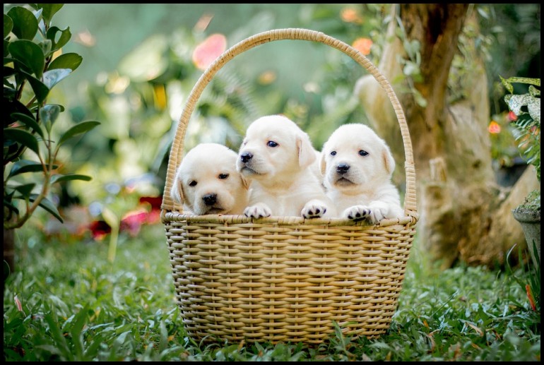 如何使用ai自动写作文,如何使用ai写论文