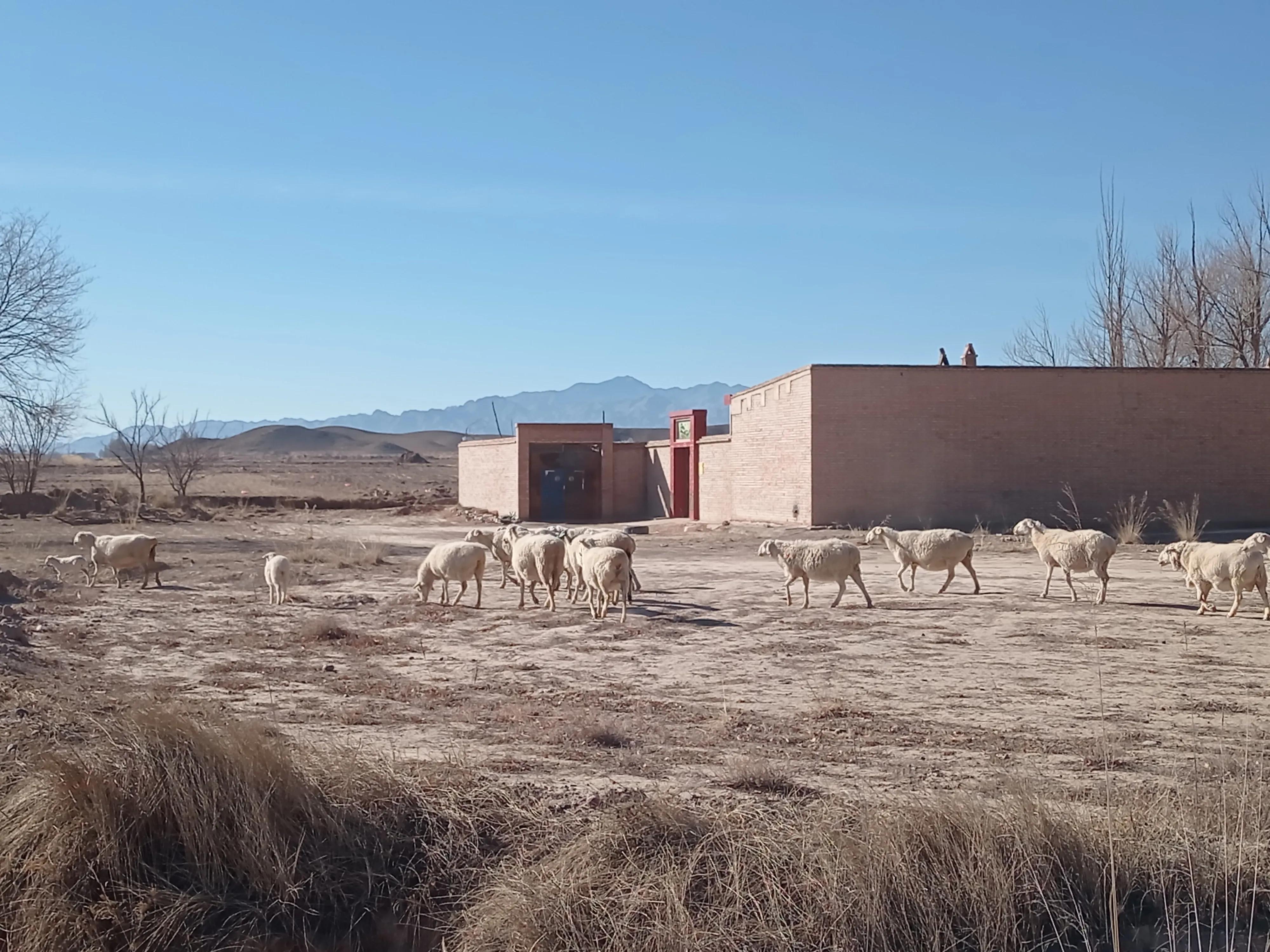 散户养殖羊注意事项,散户养羊怎么赚钱