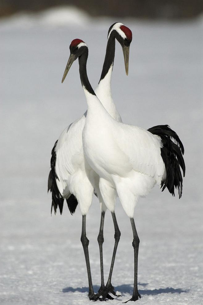 丹顶鹤女孩的故事,丹顶鹤是国鸟吗