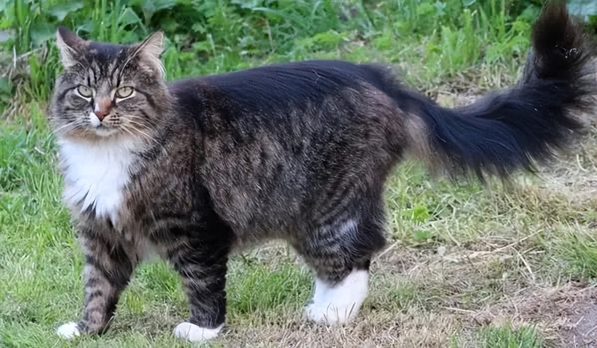 缅因身材布偶长相,缅因猫和挪威森林猫体型对比