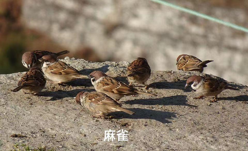 小时候烧烤的那些事,难忘的童年烧烤