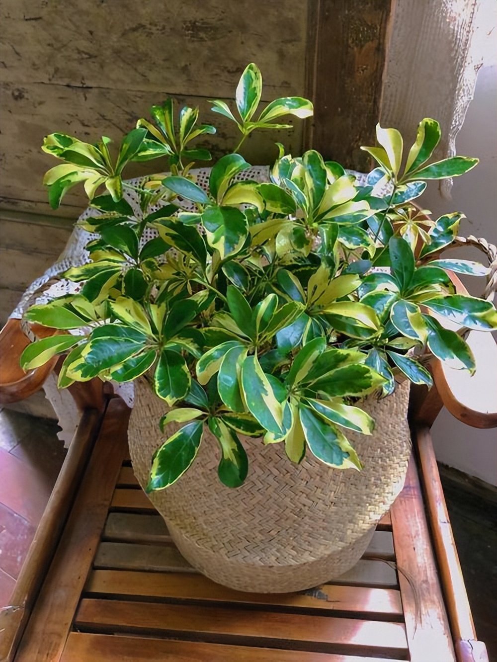 老人说，客厅见树，10家有9富，说得是真的吗？推荐9种吉祥树