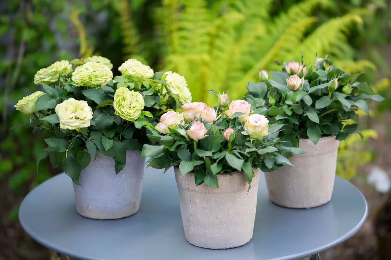 室内四季最好养的10种花,适宜在家中养的10种花排名