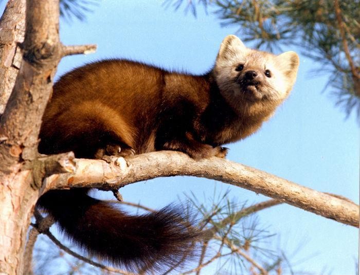 沙俄对西伯利亚的毛皮贸易,17世纪的西伯利亚