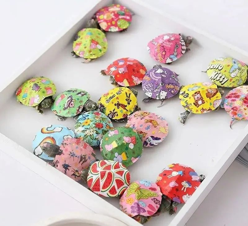 适合孩子室内养的小宠物,室内适合养的中小型宠物