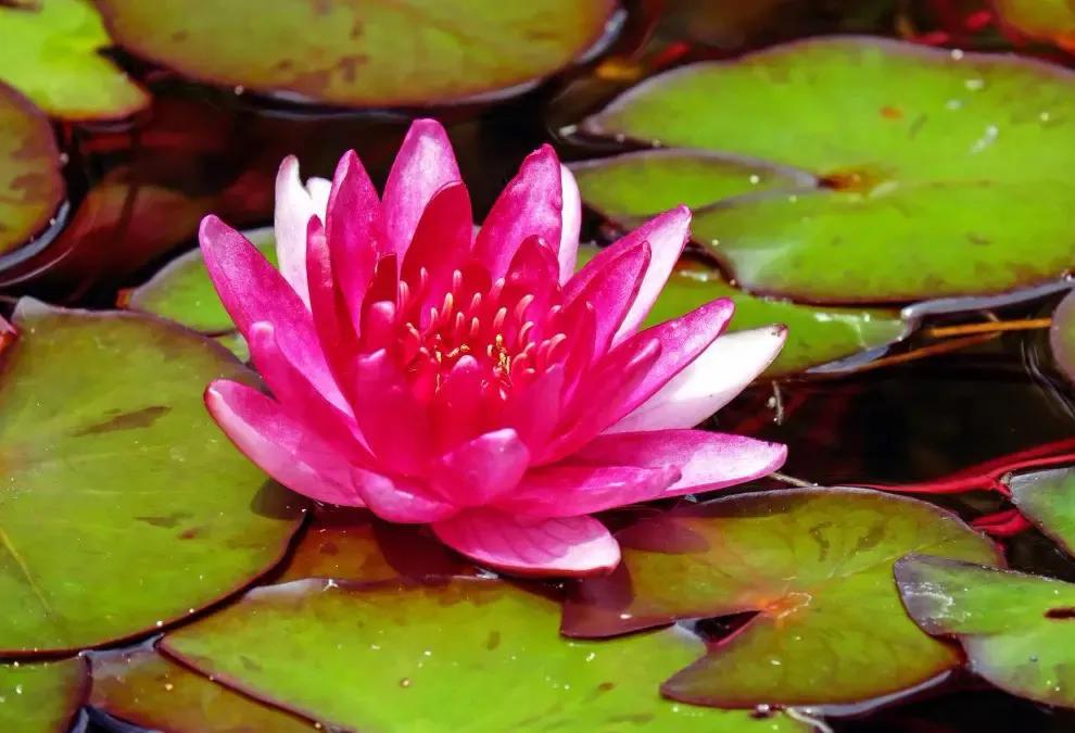 国色天香秀色可餐的美女 (秀色可餐与国色天香)