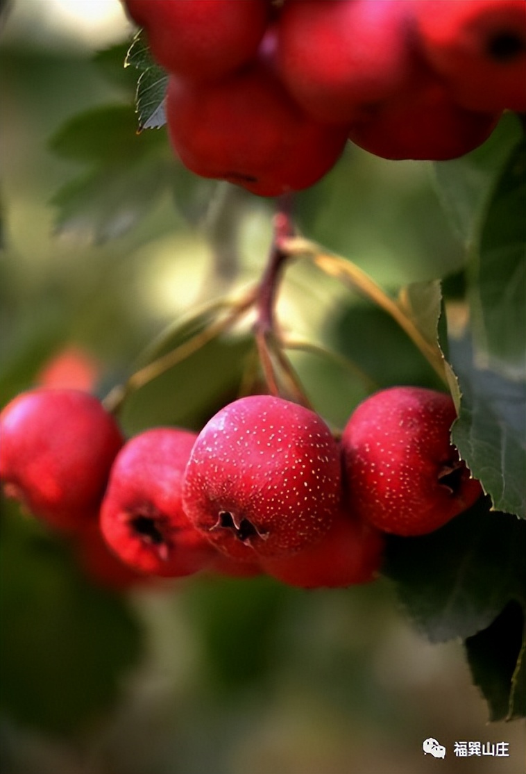 药食同源山楂教案,药食同源山楂怎么吃