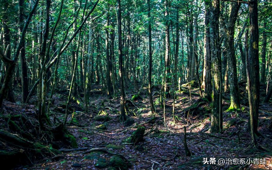 日本自杀森林究竟隐藏着什么秘密?为何如此诡异
