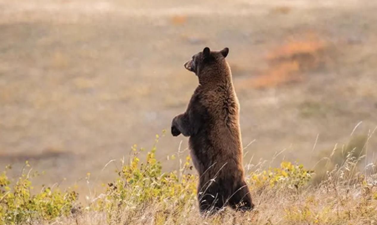 黑熊一巴掌威力测试,黑熊一巴掌力量有多大
