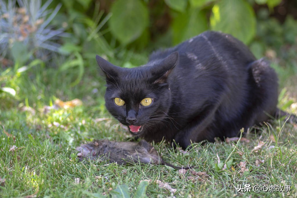 十二生肖各缺一个器官的传说,中国民间故事十二生肖的传说批注