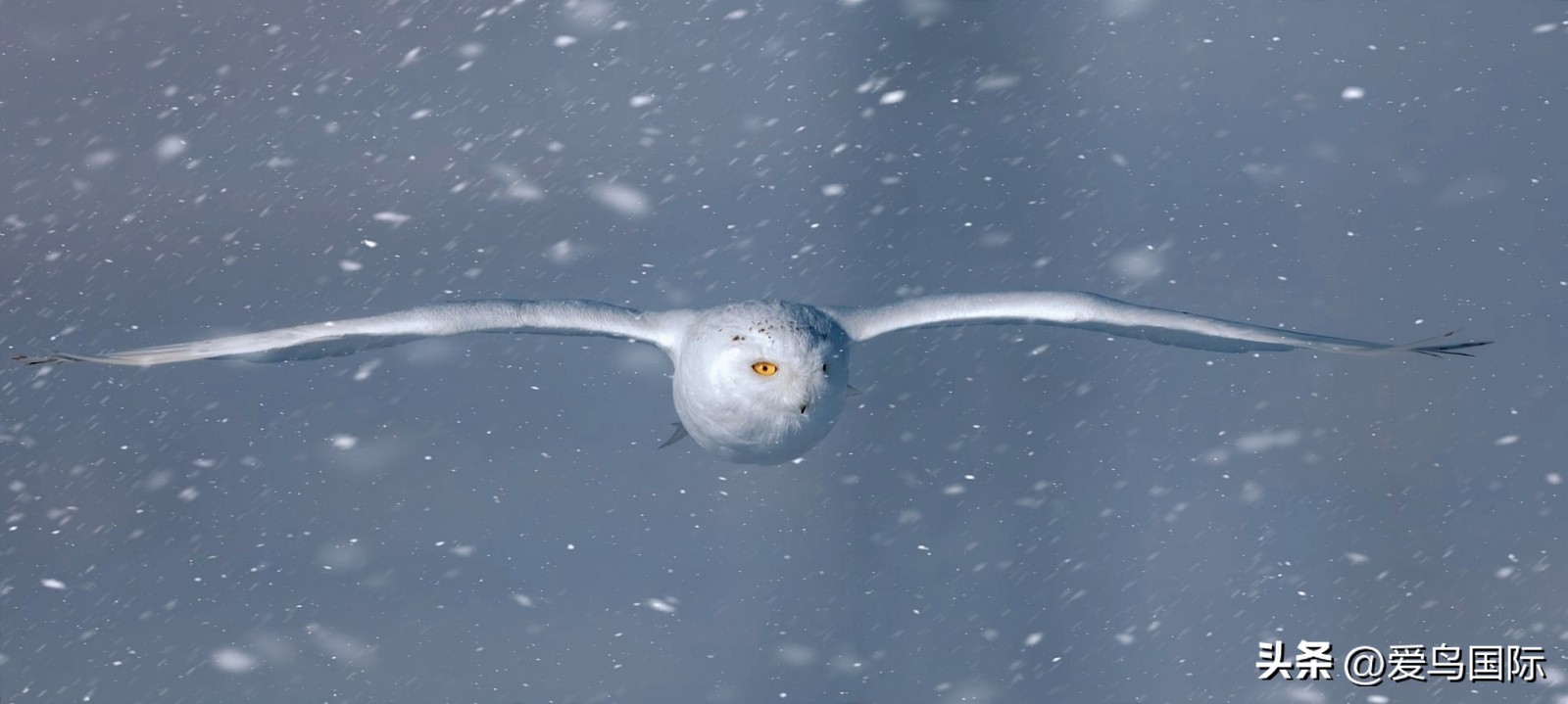 2024观鸟大年,观鸟大年介绍