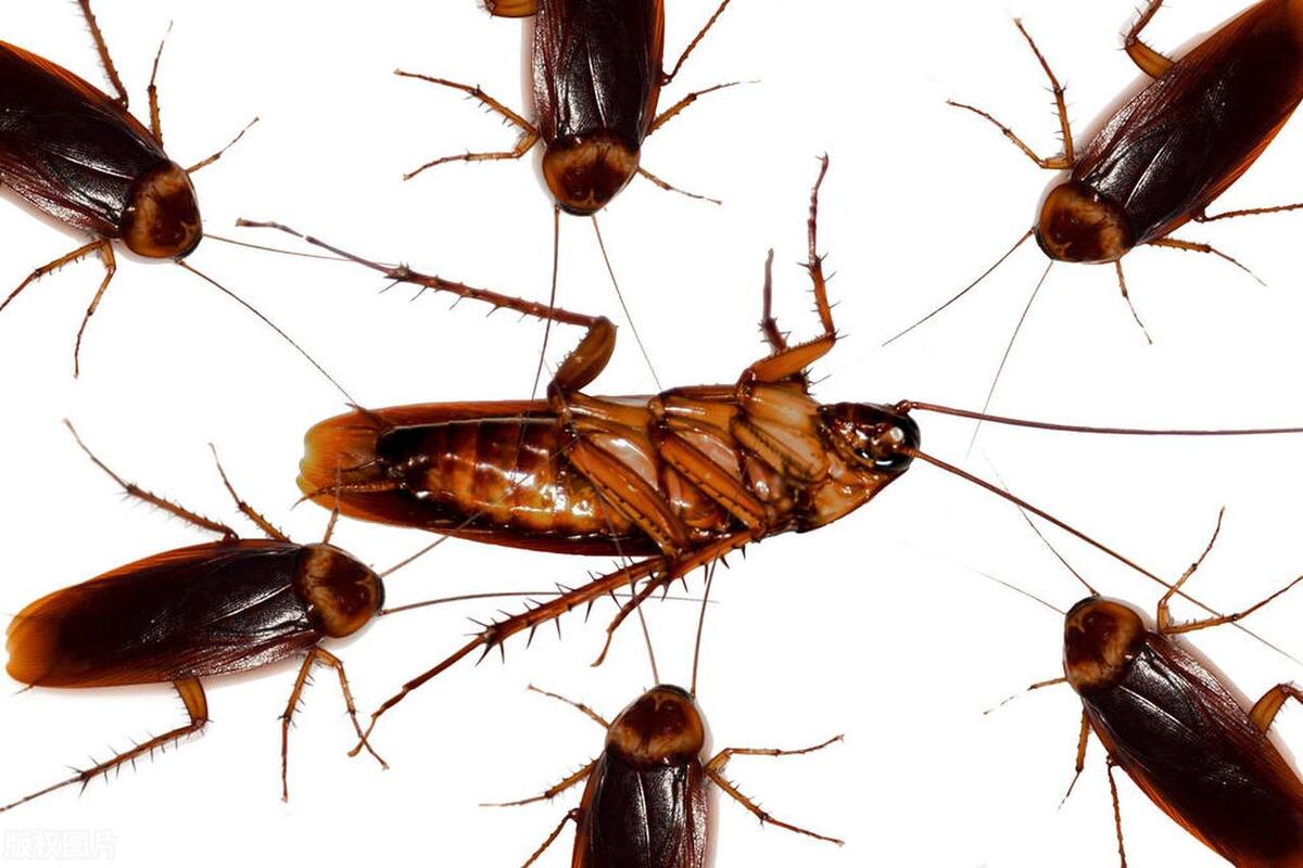 大量的酒精可以杀死蟑螂吗,什么药能杀死蟑螂最有效