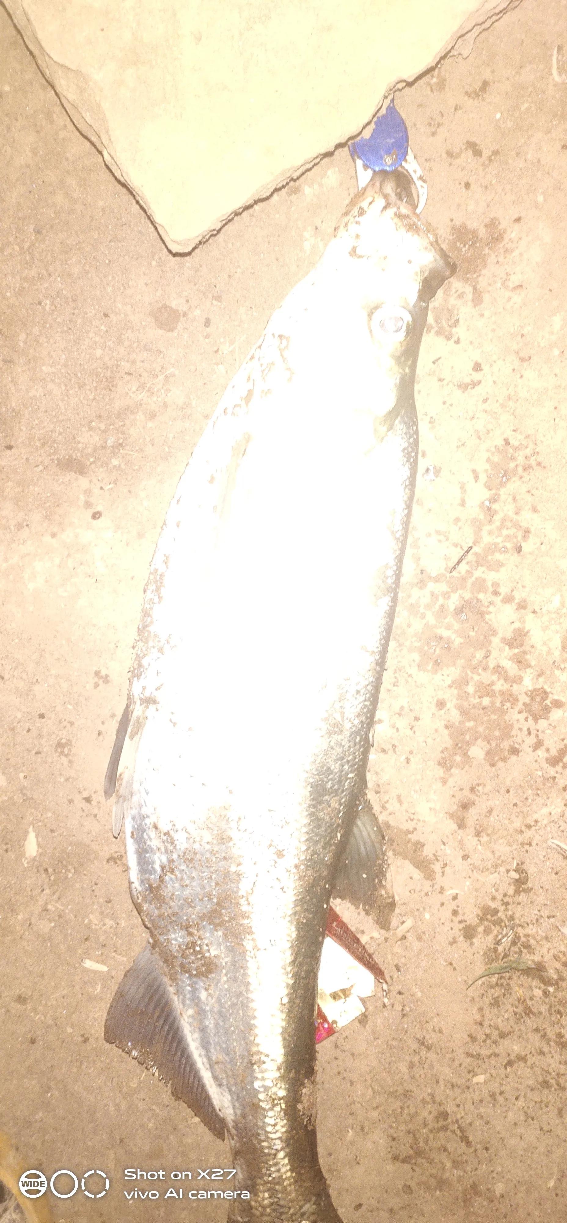 路亚钓翘嘴的正确方法和技巧,路亚翘嘴怎么钓有什么技巧和动作