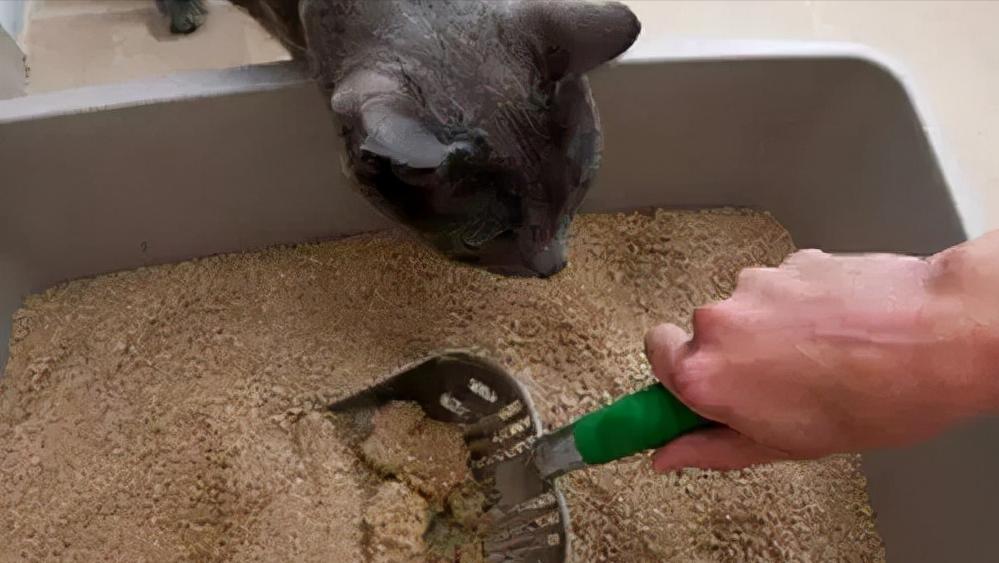 怀孕后养宠物的危害有哪些,孕早期养宠物有哪些危害