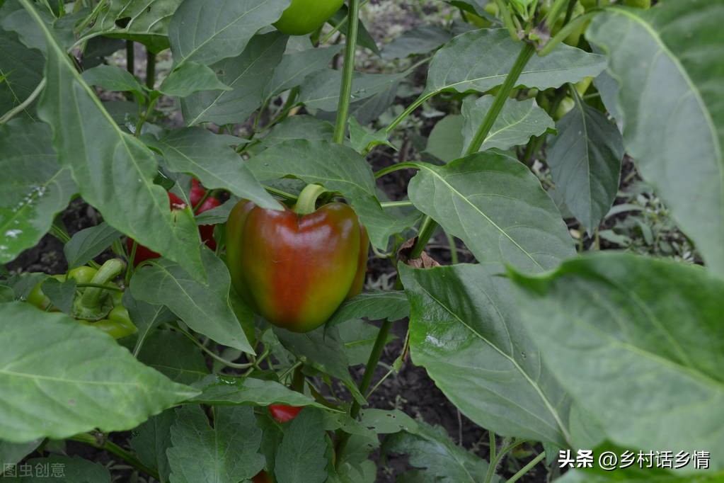 防烂根土壤板结,土板结烂根最快解决方法