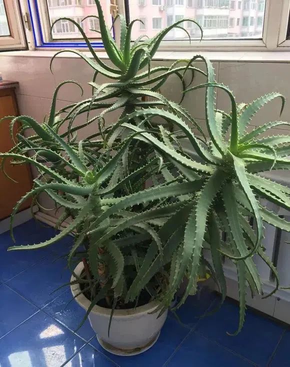 极度耐阴常绿10种花,6种花特别耐阴