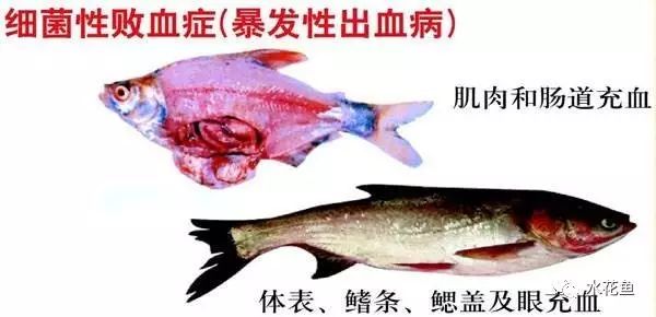 鱼出血病的防与治,鱼细菌性出血病什么原因