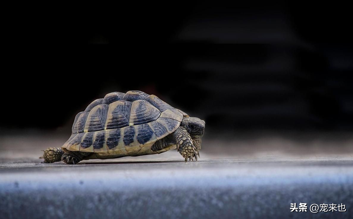 阿莫西林治乌龟肺炎,乌龟肺炎阿莫西林怎么使用