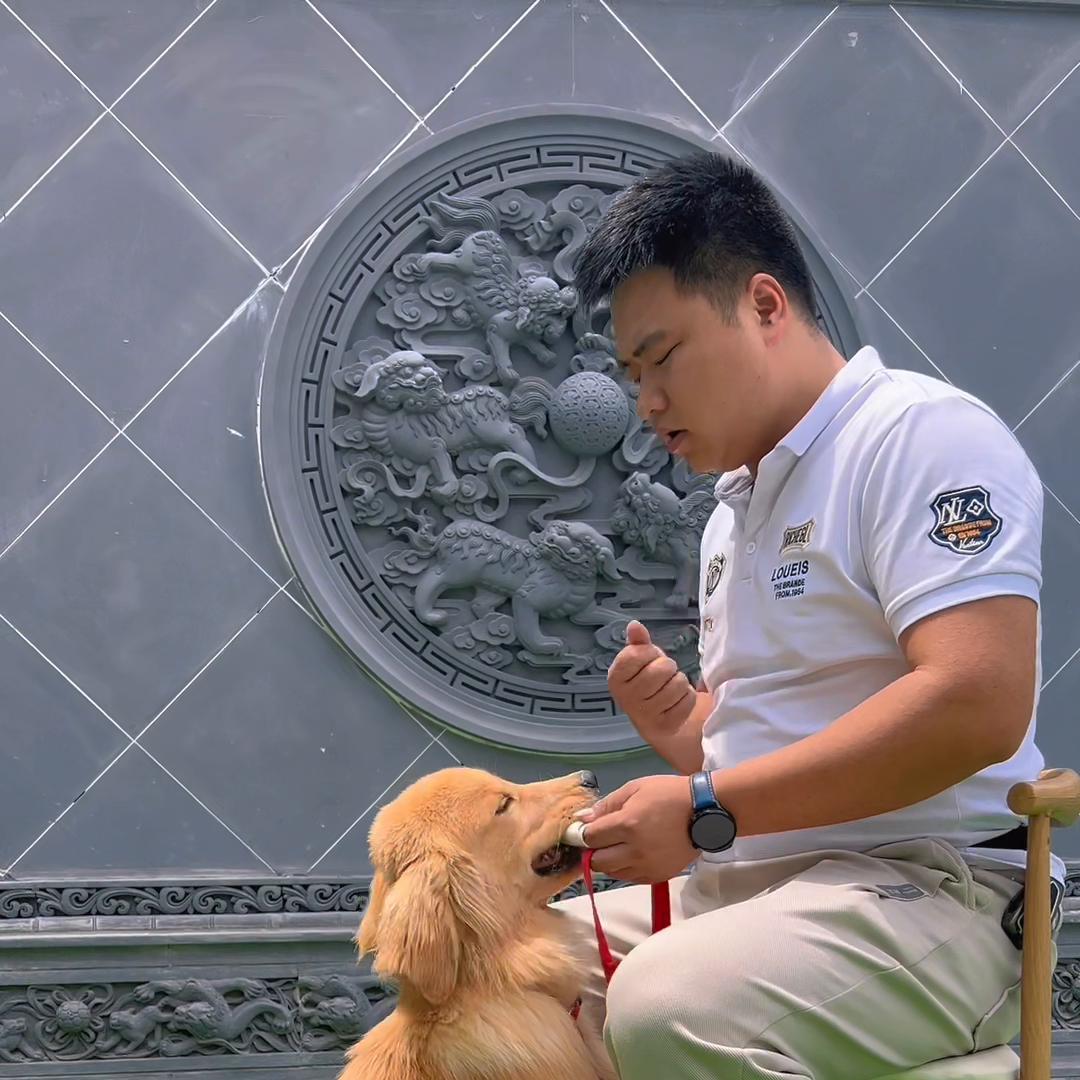 狗狗去上学要准备哪些东西,狗狗上学能学会什么