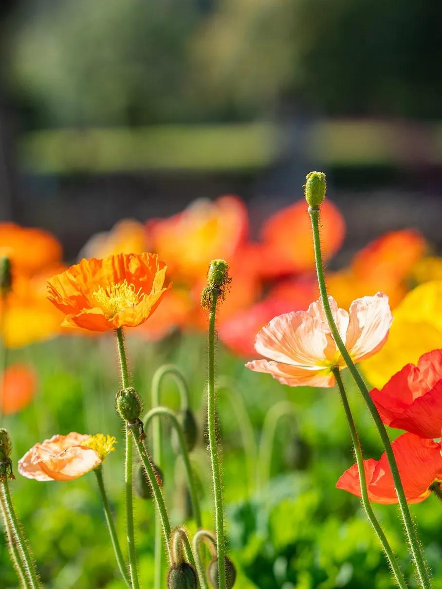 花开正好采撷春天赠予你