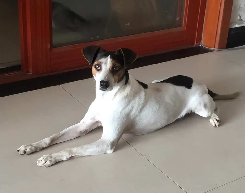 太仓猎犬真实优缺点,太仓猎犬有什么特点