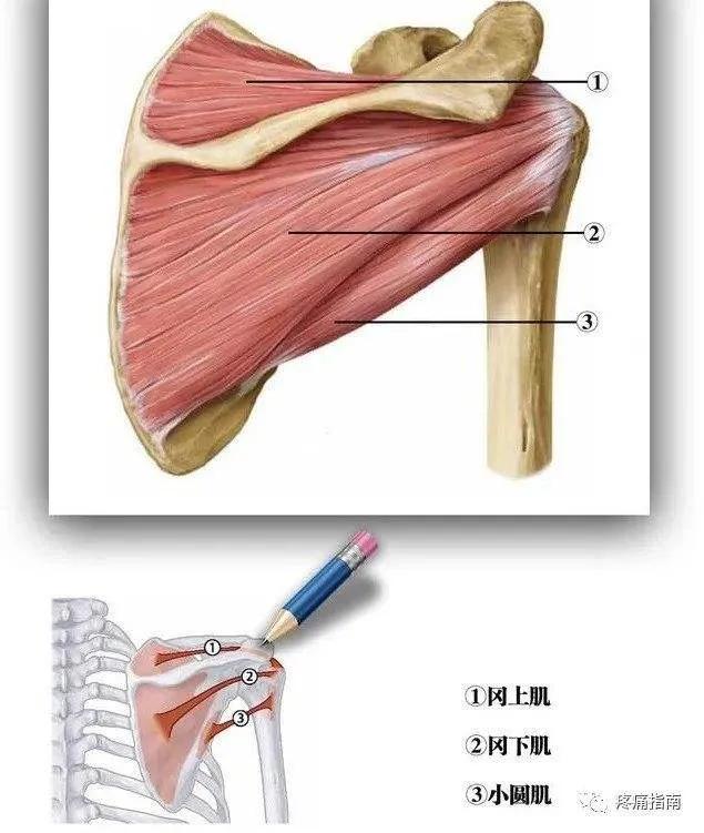 肩关节外展疼痛上举反而不痛,肩关节上举后伸受限