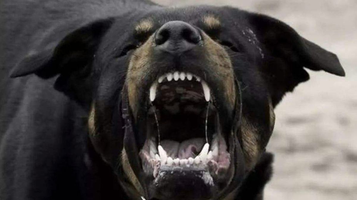 女童被狗咬伤后续狗主人,女童被大型犬咬伤原视频