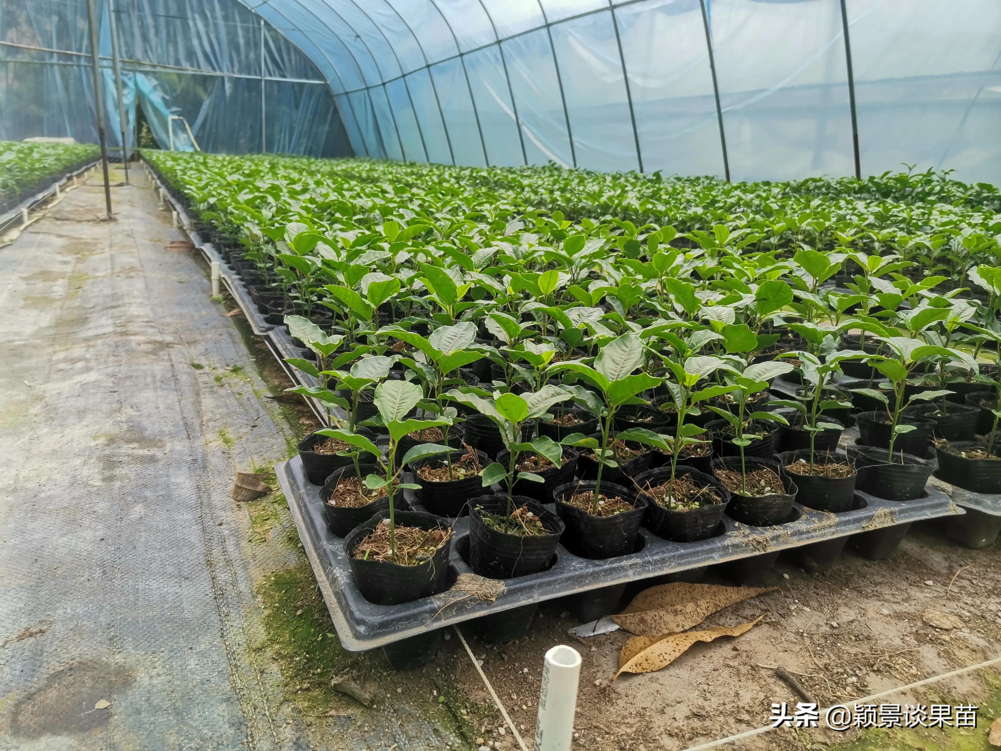 适合南宁种的水果树苗,适合广西种的阳台水果苗