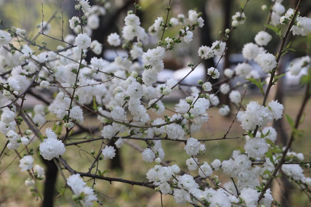 鐩哥害鍐滃ぇ,鐩歌仛浜戠鐩哥害鍐滃ぇ