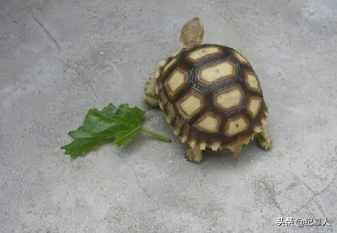 北京一男子捡到一个乌龟养了七年,12年男子捡到乌龟养了7年发现异常