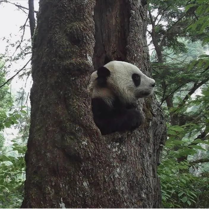 我们先去看熊猫吧英文,我们来了参观熊猫基地视频