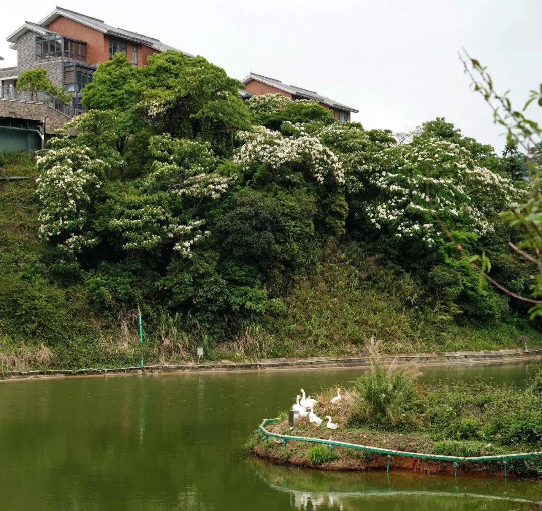 楠溪油桐花如雪图片,油桐花开与气候
