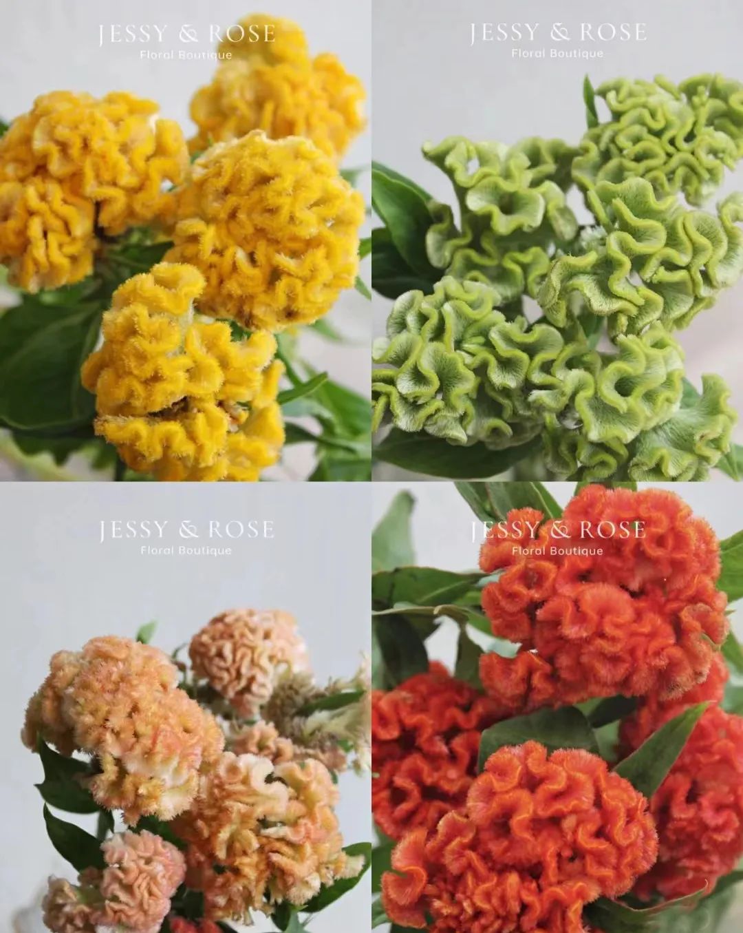 又又又被美到！10款秋日的花果叶，打包了最斑斓的秋色