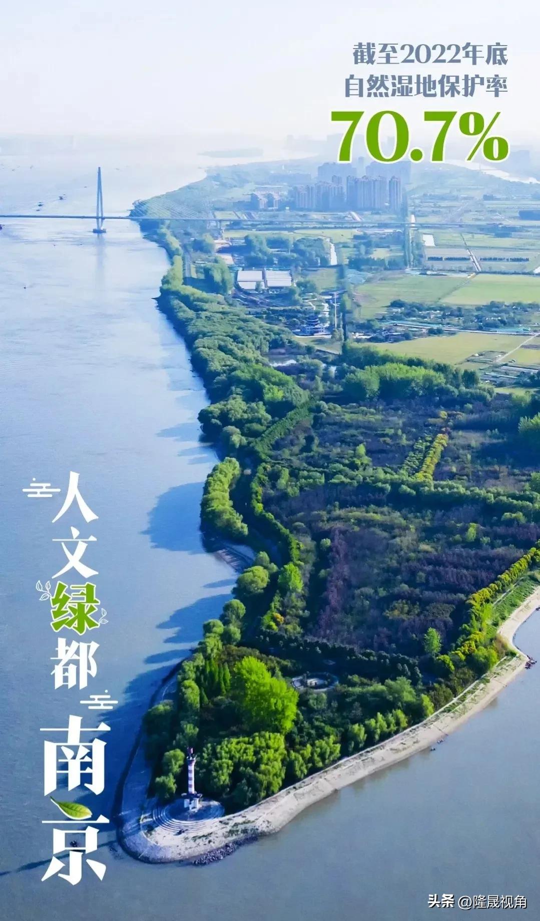 只有南京才有的树,树是南京树