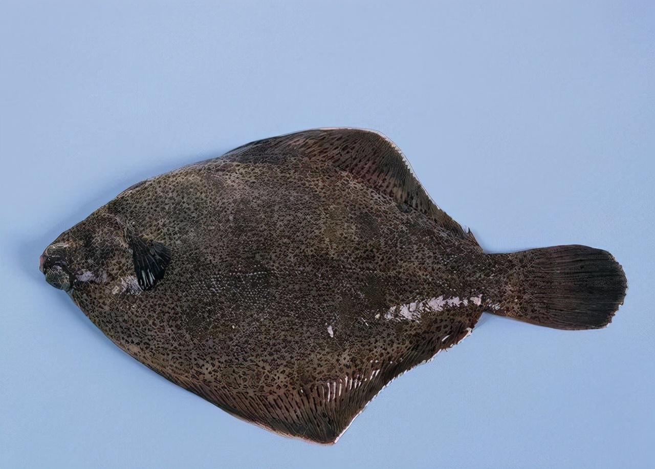 最常见的50种食用鱼吃法和价格,十种常用食用鱼类介绍