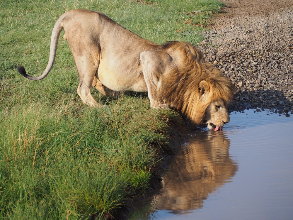 杜高犬挑战老虎遭秒杀,六只杜高犬vs美洲狮
