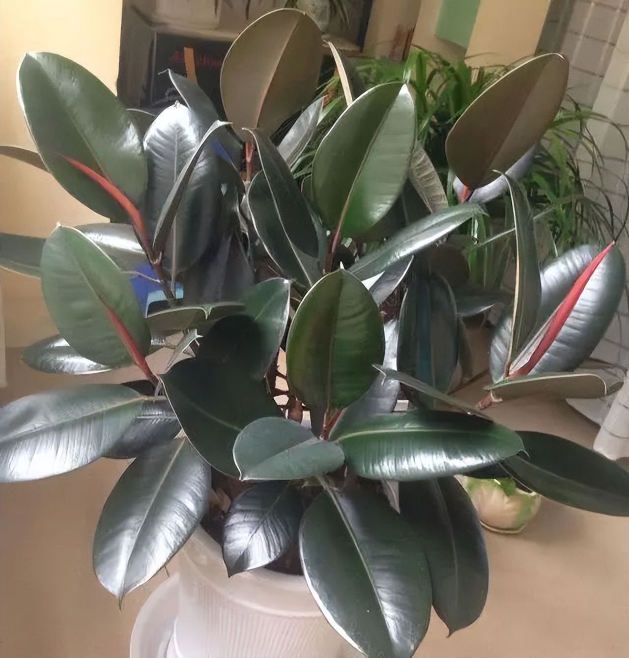 家里好养的绿植最新最流行的,家里好养的绿植推荐