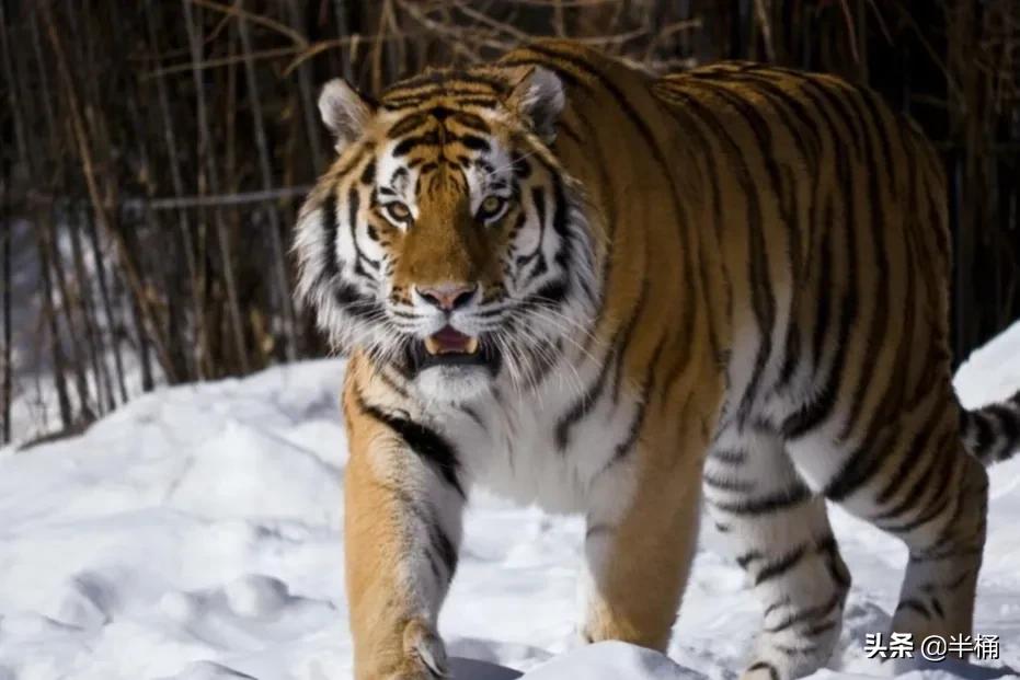 马赛人和东北虎,马赛人vs东北虎