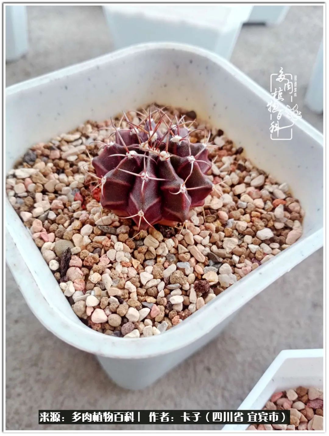 送我一轮明月文案,送我一轮明月