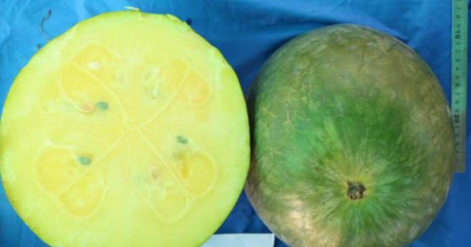 沙漠有西瓜为什么无人敢吃,沙漠里有西瓜为何没有人去吃