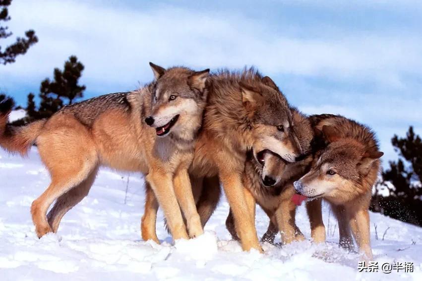 狼这种动物的特性是什么,世界十大可怕动物狼