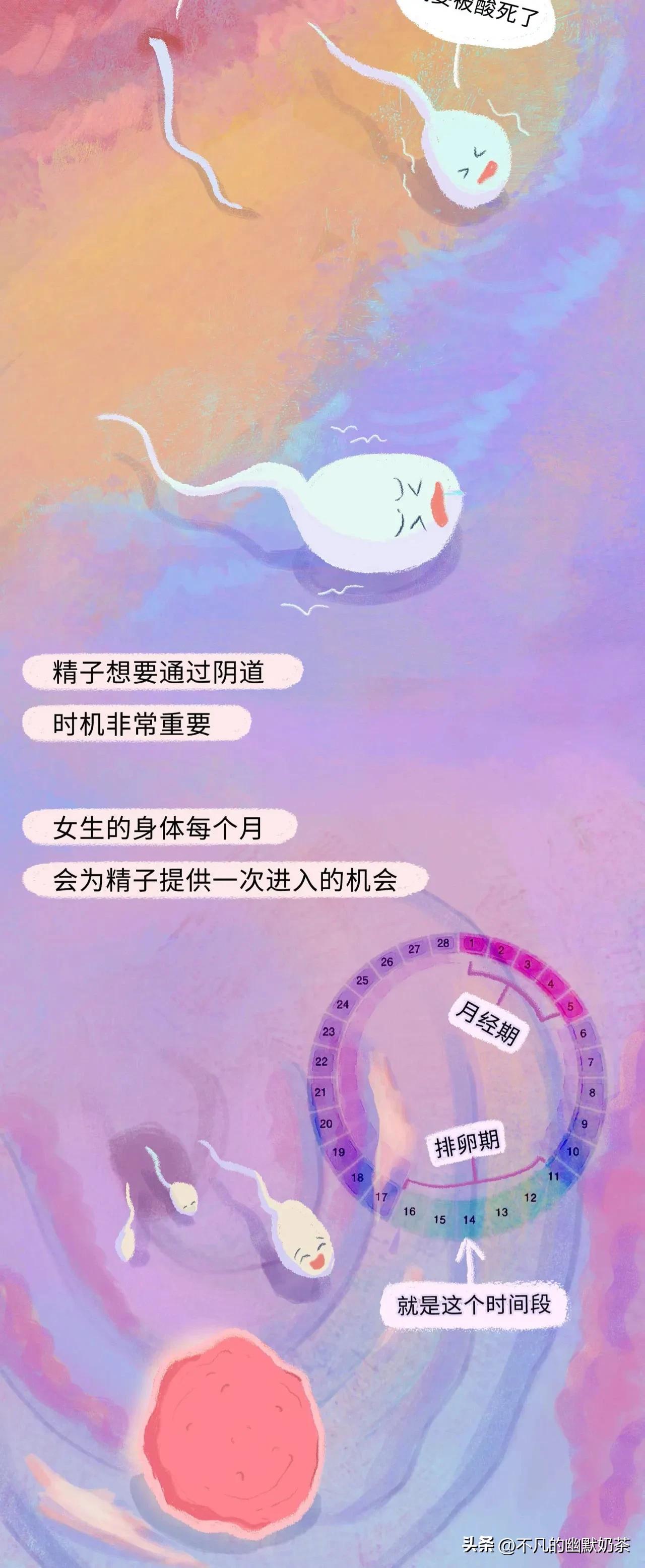 （漫画解说）精子进入女性体内的全过程，太神奇了！