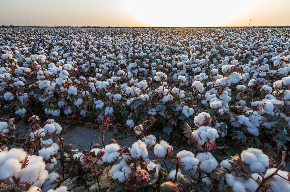 澳大利亚棉花分布在哪,全球棉花亩产最高的国家