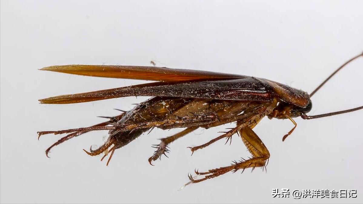 蟑螂为什么生命力顽强踩了都不死,家中蟑螂不要踩不然会越来越多