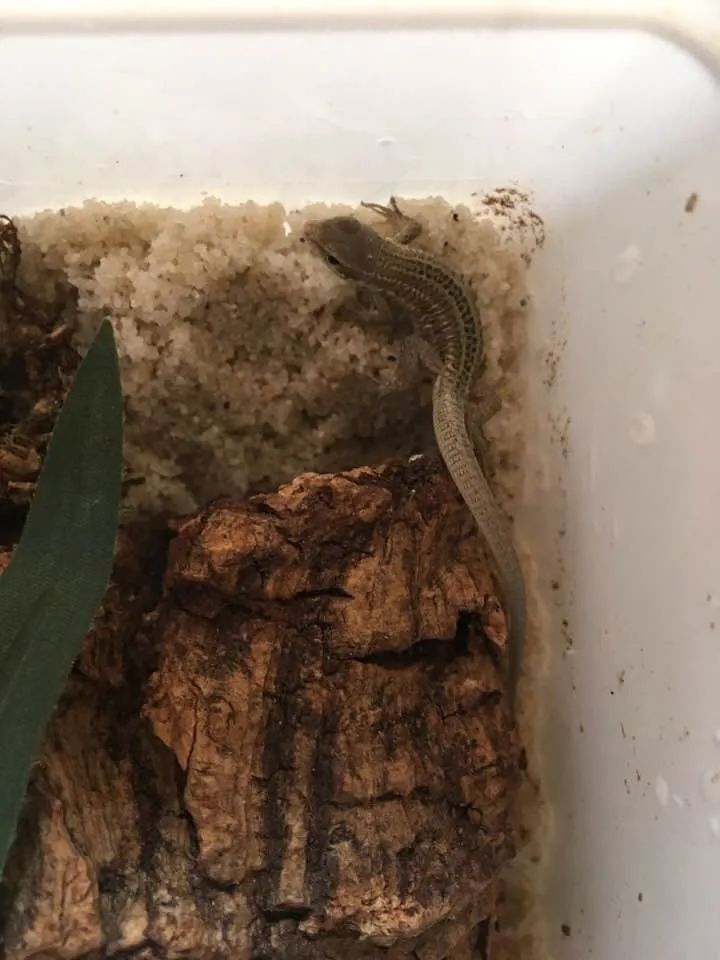 「原来欧洲有这么多种蛇？！」偷师卡塞尔的豢龙大师·下